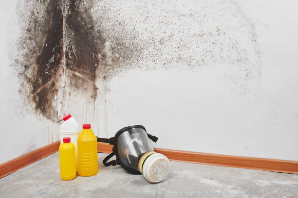 Best Mold Remediation  in Cayuga, IN