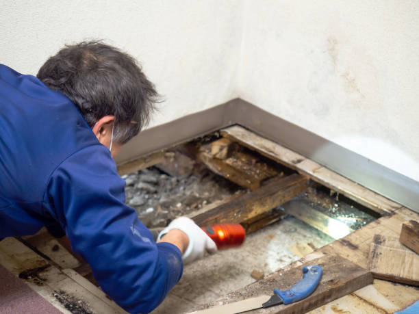 Best Crawl Space Mold Removal  in Cayuga, IN