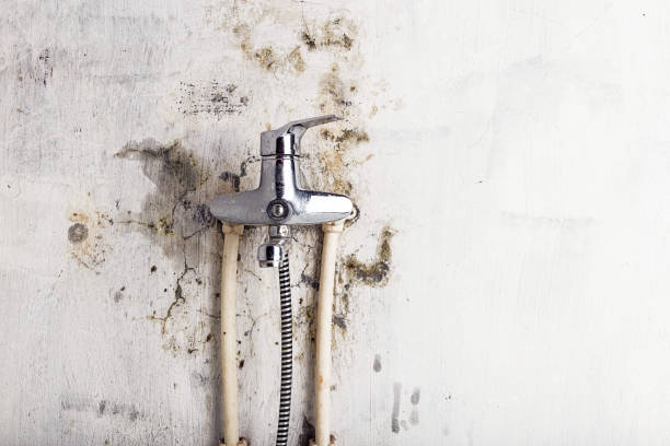 Mold Removal Process in Cayuga, IN