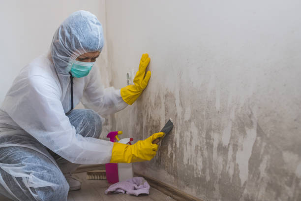 Attic Mold Removal in Cayuga, IN