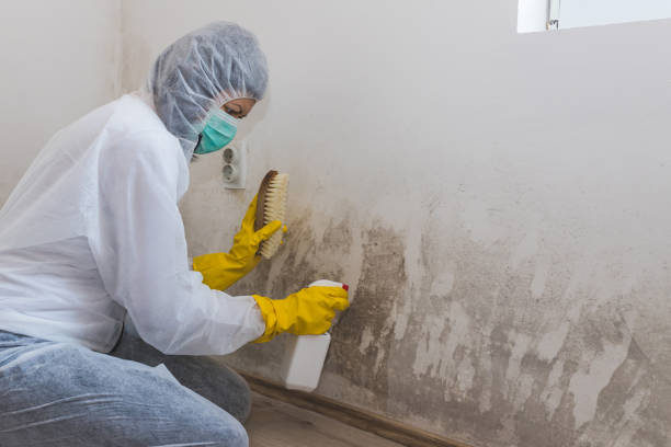 Best Affordable Mold Removal  in Cayuga, IN