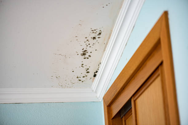 Best Mold Cleaning Services  in Cayuga, IN