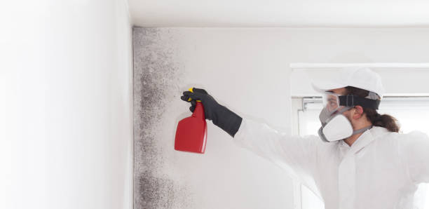 Best Mold Removal Process  in Cayuga, IN