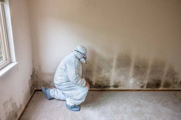 Best Office Mold Removal Services  in Cayuga, IN