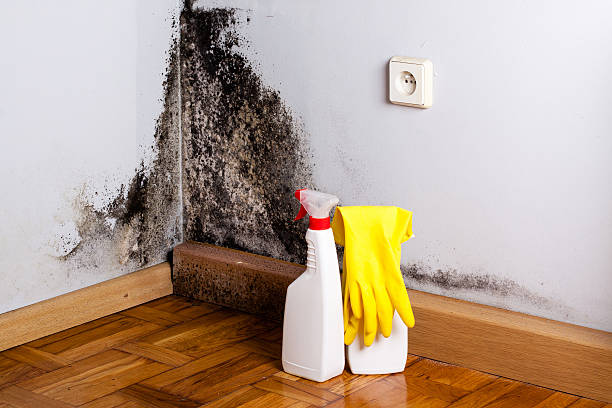 Best Fast Mold Removal  in Cayuga, IN
