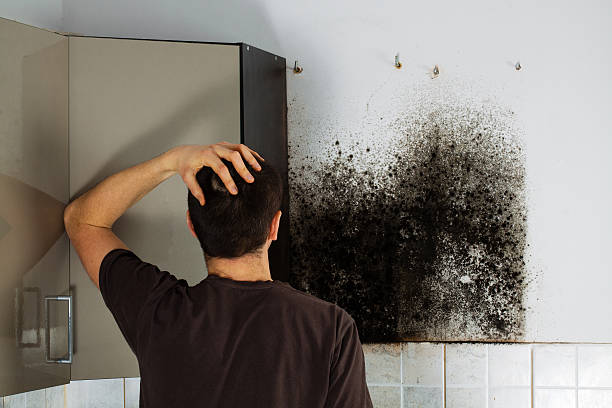 Best Mold Removal Specialists  in Cayuga, IN