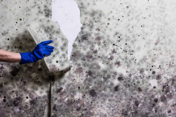 Best Commercial Mold Removal  in Cayuga, IN