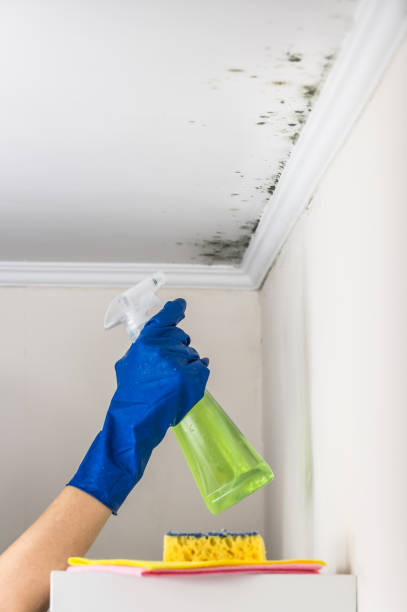 Best Local Mold Removal Service  in Cayuga, IN